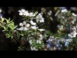 Manuka Flower 1 2623